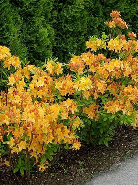 Рододендрон листопадный Golden Lights (Голден Лайтс) – вид 2