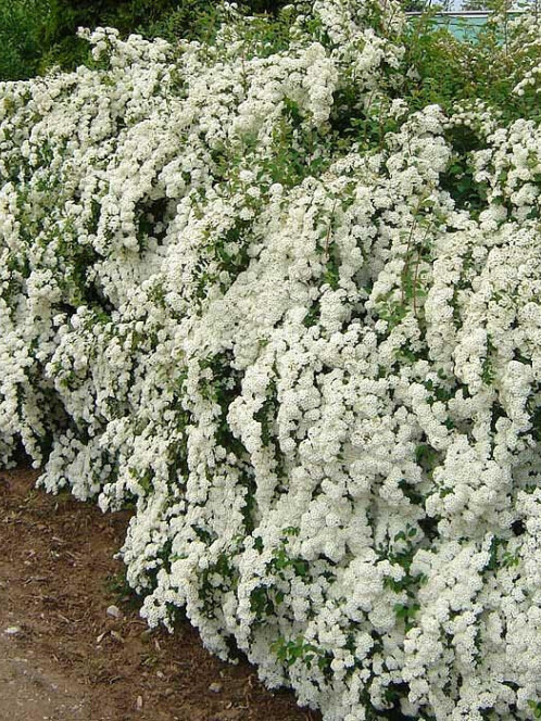 Спирея Вангутта (Spiraea vanhouttei)