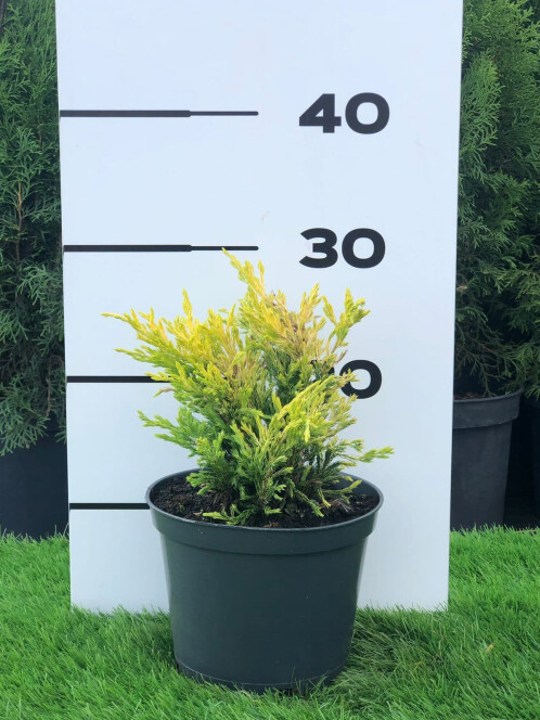 Можжевельник Лайм Глоу