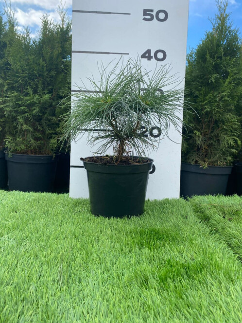Сосна Веймутова, С2 – вид 3