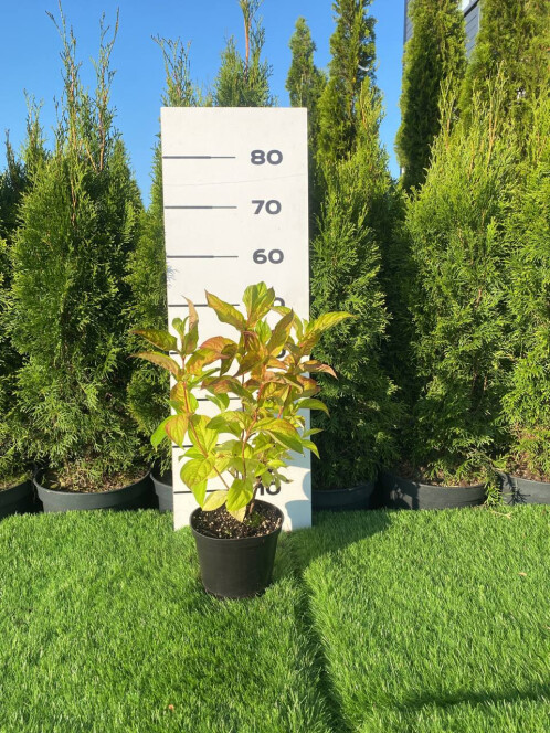 Вейгела Лайм Монстер, С2 – вид 3