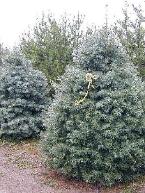 Пихта Одноцветная (Abies concolor)
