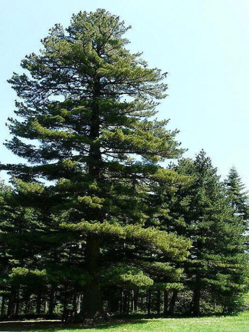 Сосна Румелийская (Pinus peuce)