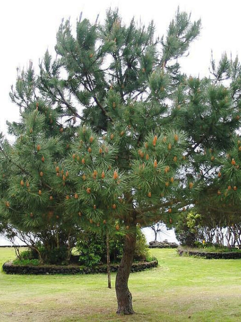 Сосна Гельдрейха (Pinus leucodermis) – вид 1