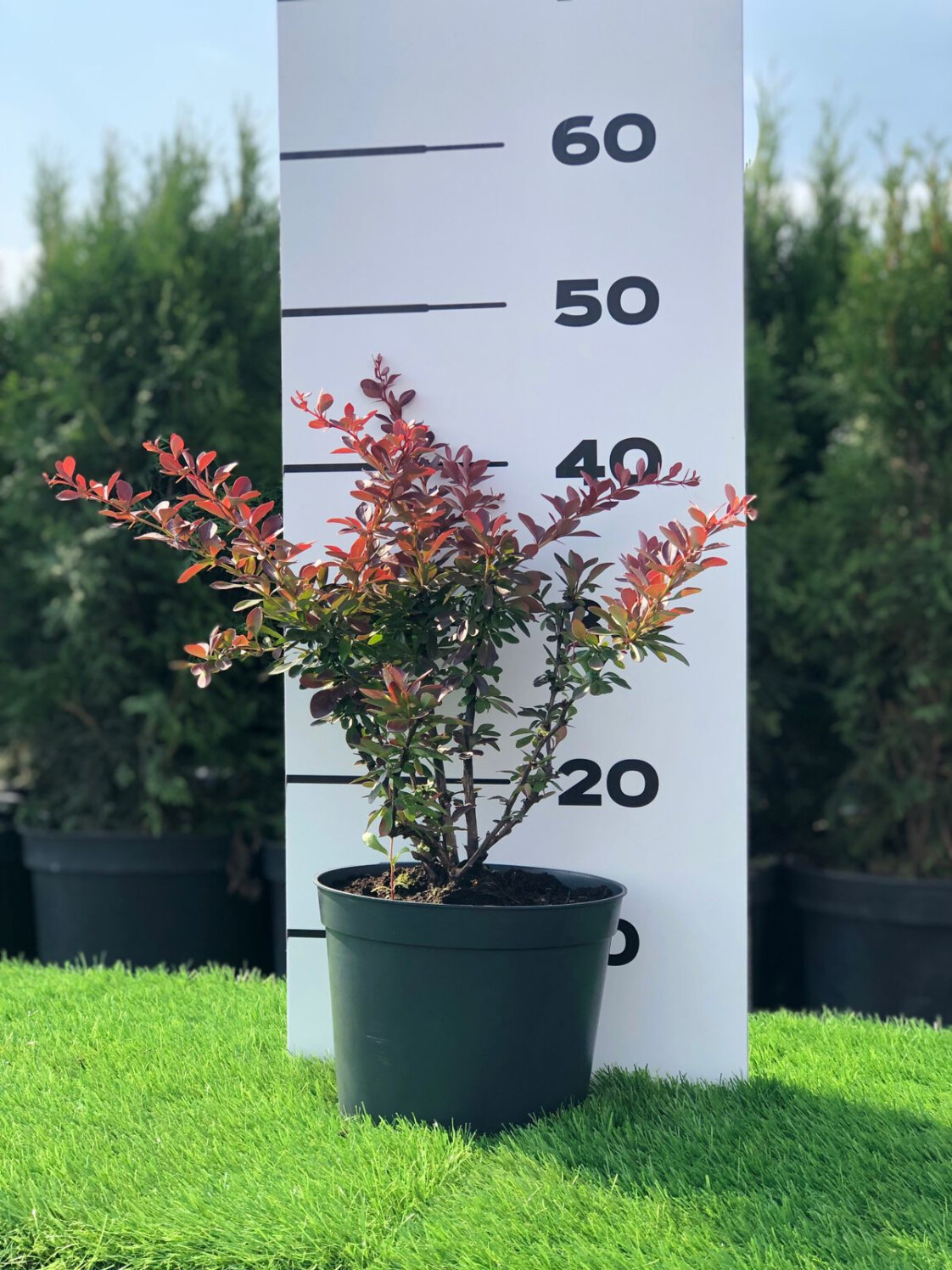 барбарис atropurpurea nana