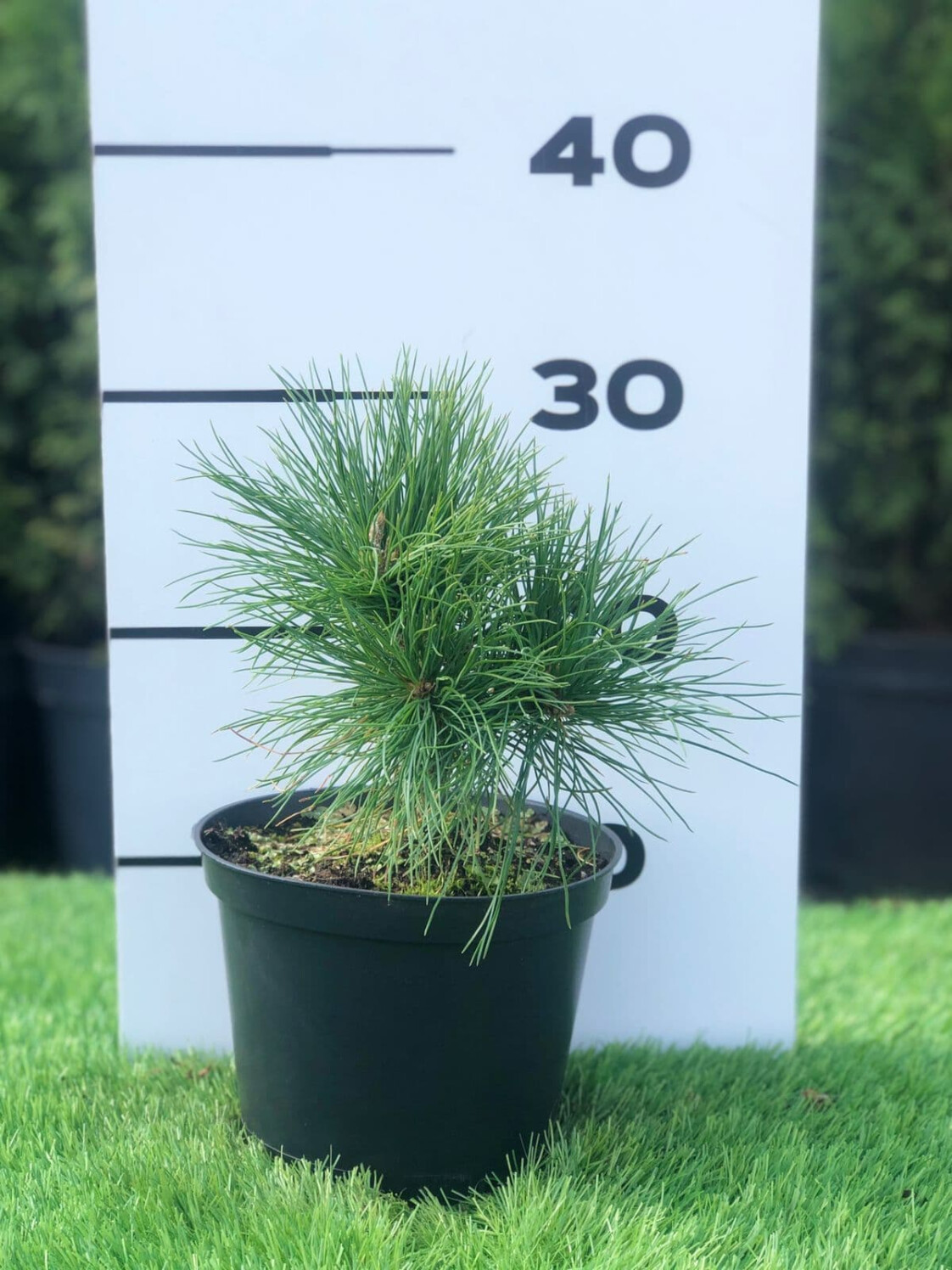 Сосна Румелийская купить саженцы в питомнике «Venev»