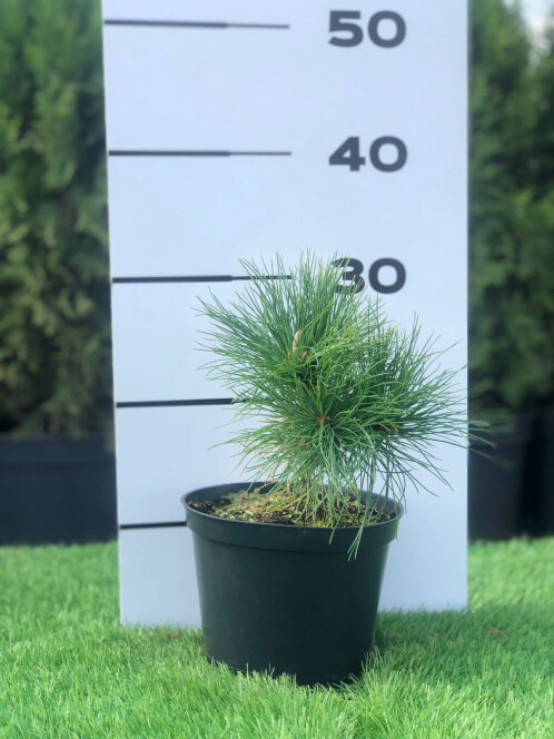 Сосна Румелийская купить саженцы в питомнике «Venev»