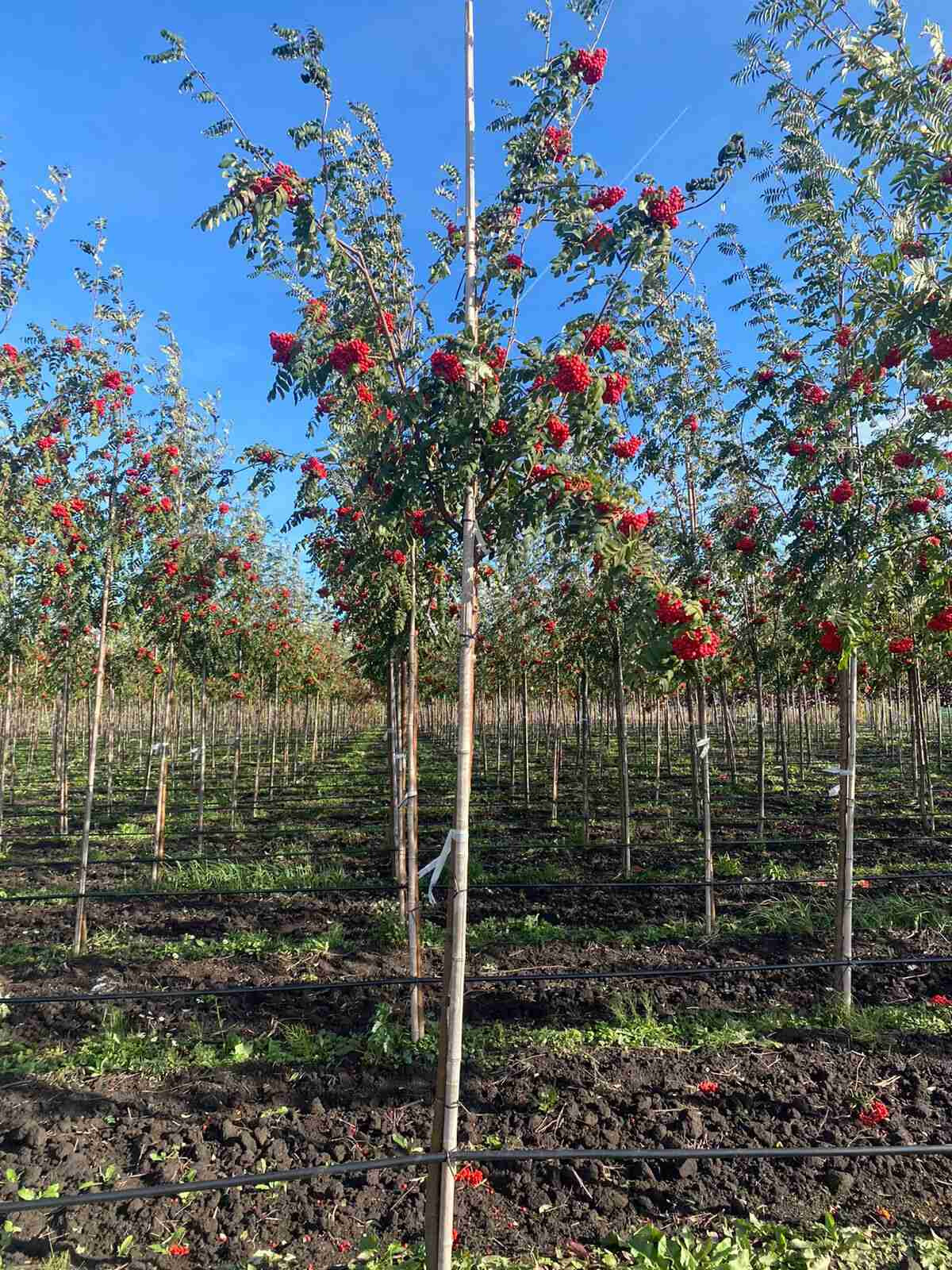 Рябина Купить Саженцы В Москве