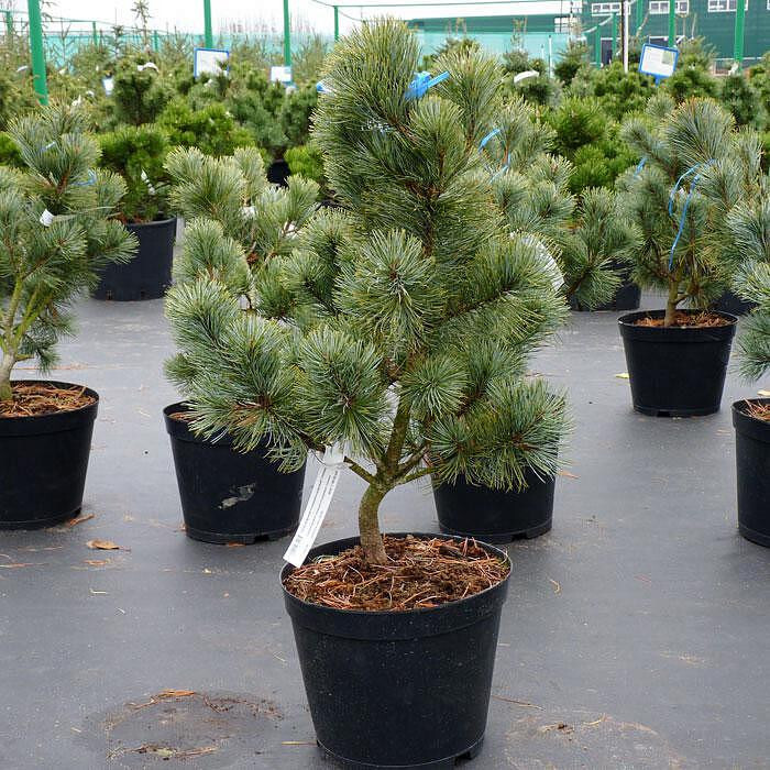 Сосна Стланниковая (Pinus pumila)